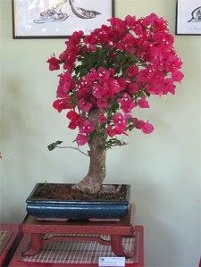 bugenvileja bonsai