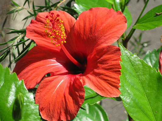 hibiscus rosa sinensis hybr.