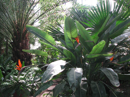 Zied karaliskā strelīcija