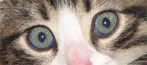mazkaķa acis nopietnās
