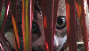 Mazkaķa acis - viltīgās