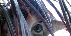 Mazkaķa acis - viltīgās