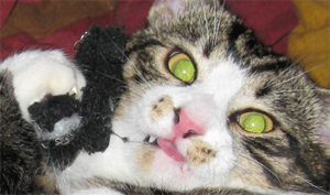 Zibspuldzes apžilbinātās, niķu pilnās