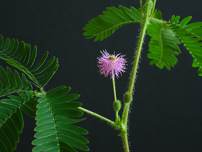 mimozas zieds fotogrāfija