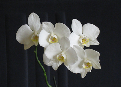 baltā orhideja (falenopsis)