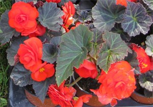 begonija, fotogrāfija, foto