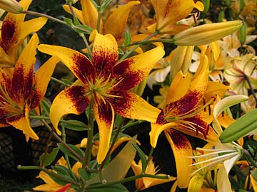 pukes 112 lilijas Rīga