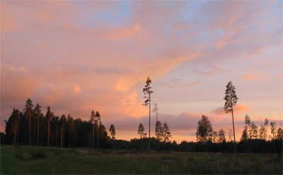 sssss Saulriets pie Skrundas izcirtumā