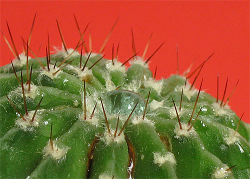 augi, ziedi, kaktuss, ehinopsis