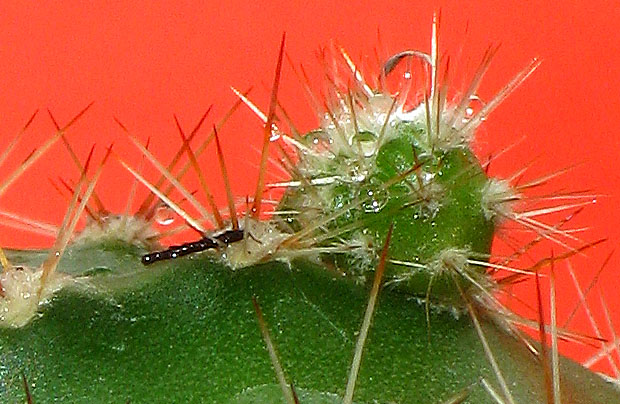 mazais kaktusa bērniņš