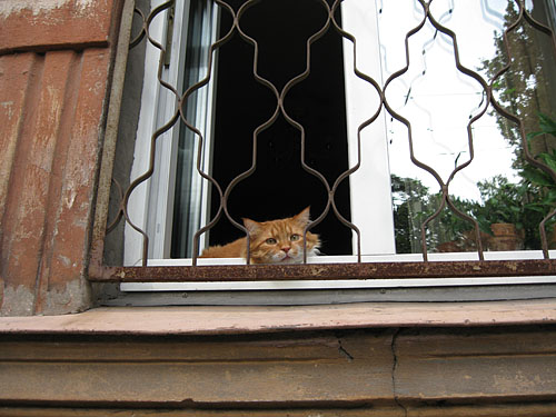 Viens kārtīgs Pārdaugavas runcis