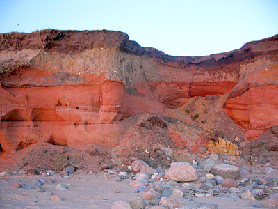 Tuuja_2005IV 015 Krasta atsegums vakara saules staros pie Tūjas