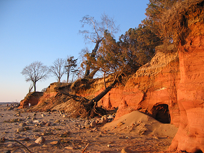 Tuuja_2005IV 017 Tuja