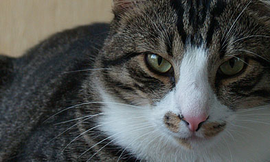 Mans supernopietnais kaķis