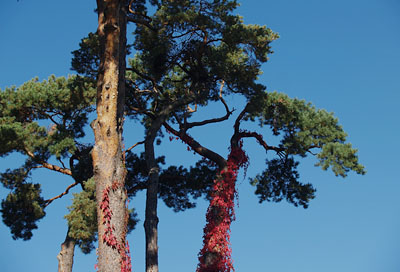 Jūrmalas priedes rudens rotā